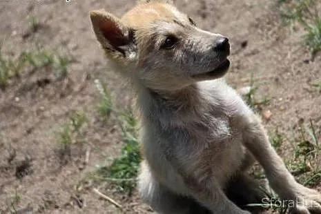 LOTOS w typie husky szuka domu,  wielkopolskie Poz