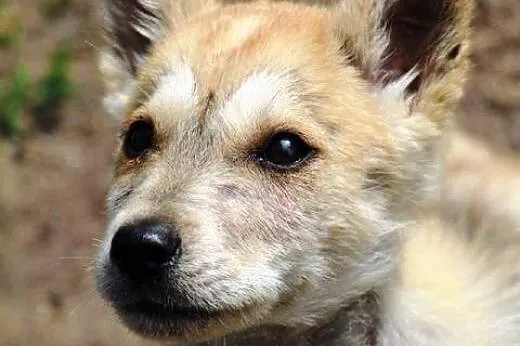 LOTOS w typie husky szuka domu,  wielkopolskie Poz
