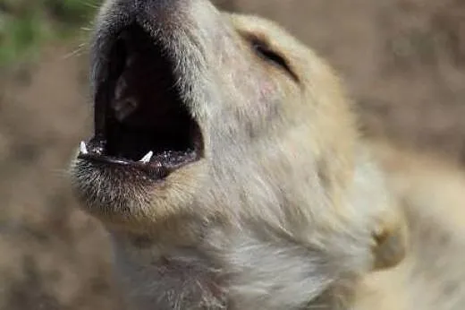 LOTOS w typie husky szuka domu,  wielkopolskie Poz