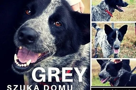 Grey - uroczy i piękny psiak do adopcji,  śląskie Katowice