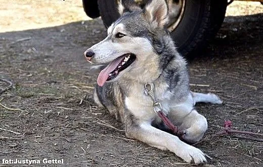 Jestem Alaska i szukam człowieka do kochania :),
