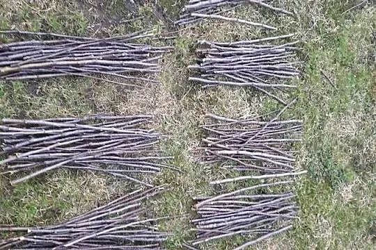 Ekologiczne patyki dla gryzoni, jabłoń, śliwa, wierzba,  wiśnia; 500 g