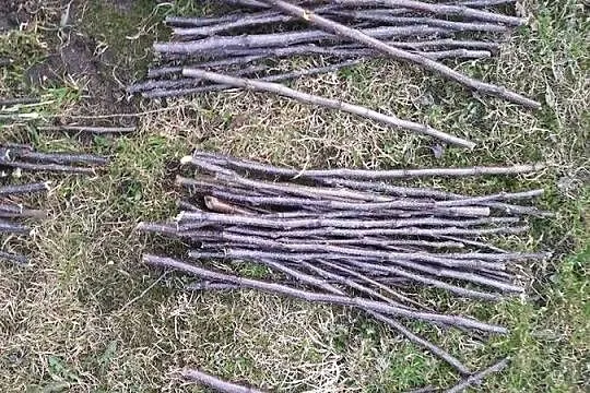 Ekologiczne patyki dla gryzoni, jabłoń, śliwa, wierzba,  wiśnia; 500 g, Warmińsko-mazurskie, Morąg