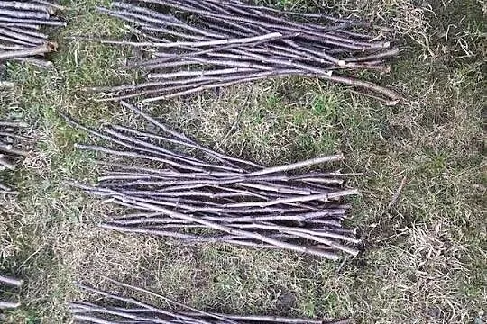 Ekologiczne patyki dla gryzoni, jabłoń, śliwa, wierzba,  wiśnia; 500 g, Warmińsko-mazurskie, Morąg