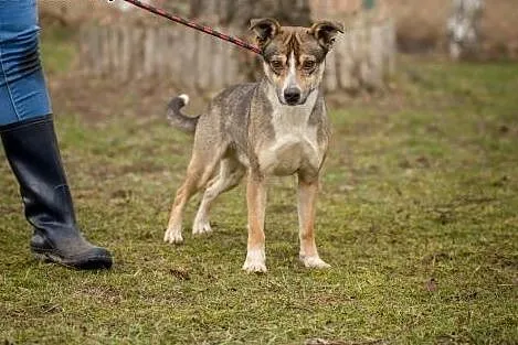 Młody, drobny Majki, przyjazny, łagodny psiak,  Ku