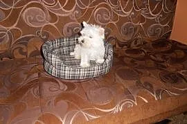 West Highland White Terrier- odchowane suczki., Koło