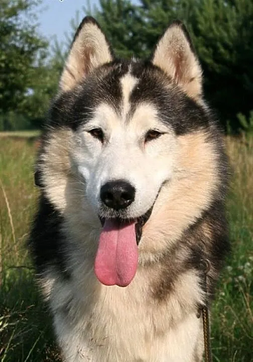 Magnus, spokojny, łagodny, wesoły alaskan malamute