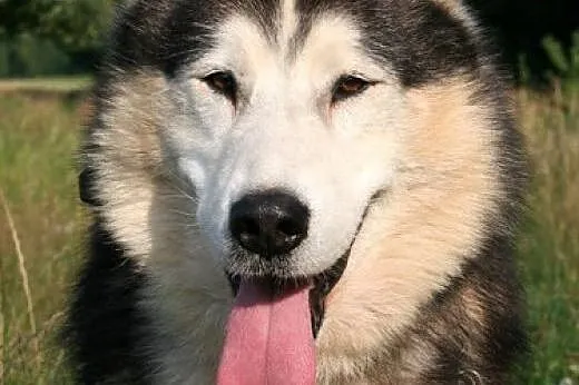 Magnus, spokojny, łagodny, wesoły alaskan malamute