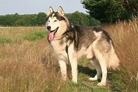 Magnus, spokojny, łagodny, wesoły alaskan malamute