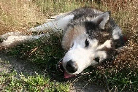 Magnus, spokojny, łagodny, wesoły alaskan malamute