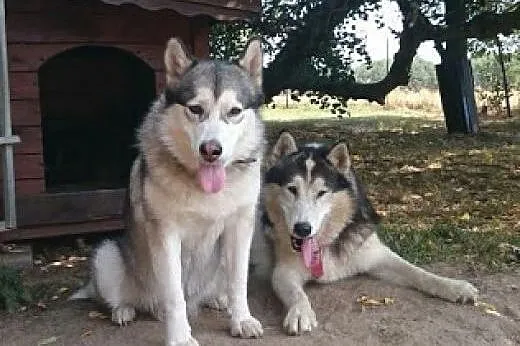 Magnus, spokojny, łagodny, wesoły alaskan malamute