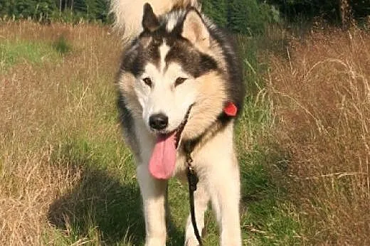 Magnus, spokojny, łagodny, wesoły alaskan malamute