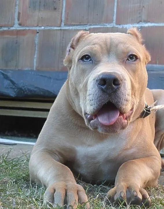 Pitbull blue fawn DZIKUS