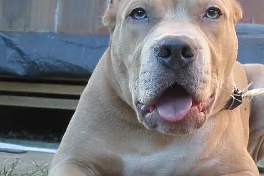 Pitbull blue fawn DZIKUS