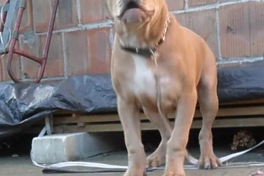 Pitbull blue fawn DZIKUS