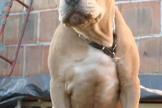 Pitbull blue fawn DZIKUS