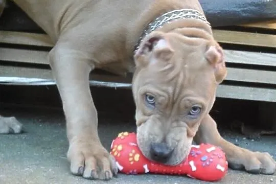 Pitbull blue fawn DZIKUS