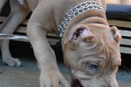 Pitbull blue fawn DZIKUS