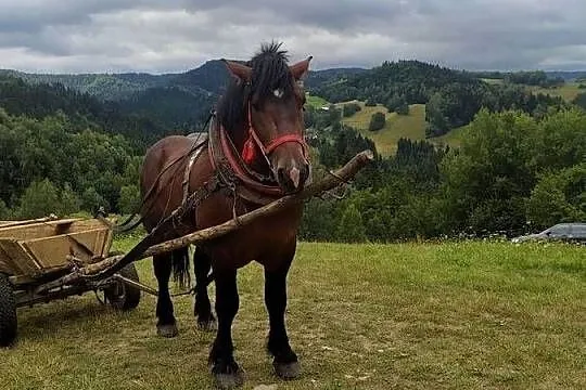 Ogier, Małopolskie, Piwniczna-Zdrój