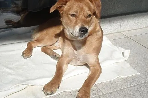 Nex - mały, radosny psiak - do adopcji,  mazowieck