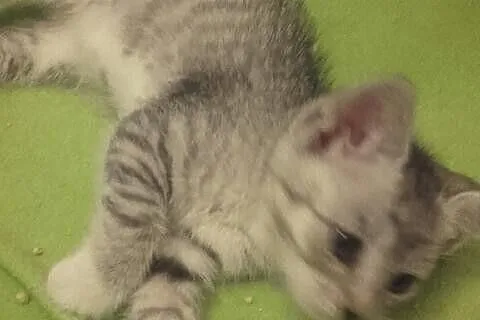 Mały kocurek Jacuś szuka domu
