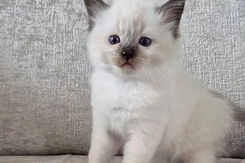 Ragdoll 6-cio tygodniowe cuda., Mazowieckie, Siedlce