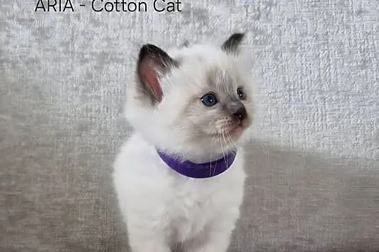 Ragdoll 6-cio tygodniowe cuda., Mazowieckie, Siedlce