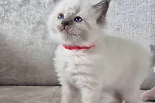 Ragdoll 6-cio tygodniowe cuda., Mazowieckie, Siedlce