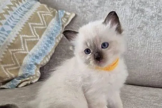 Ragdoll 6-cio tygodniowe cuda., Mazowieckie, Siedlce