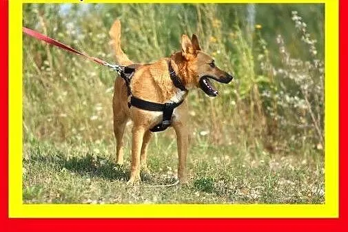 Młody,mocnej budowy,średniej wielkości,aktywny,pies GWIAZDOR,  dolnośląskie Wrocław