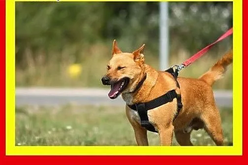 Młody,mocnej budowy,średniej wielkości,aktywny,pie