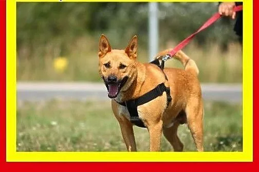 Młody,mocnej budowy,średniej wielkości,aktywny,pie