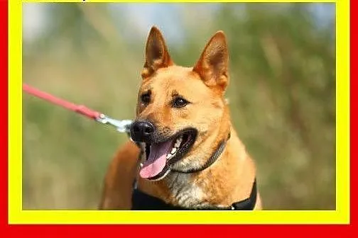 Młody,mocnej budowy,średniej wielkości,aktywny,pie