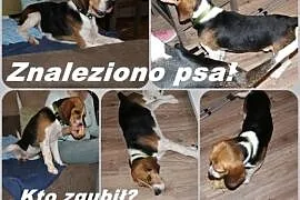ZNALEZIONO psa beagle okolice a!,  zachodniopomors, Szczecin