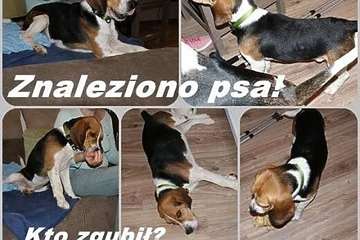 ZNALEZIONO psa beagle okolice a!,  zachodniopomors