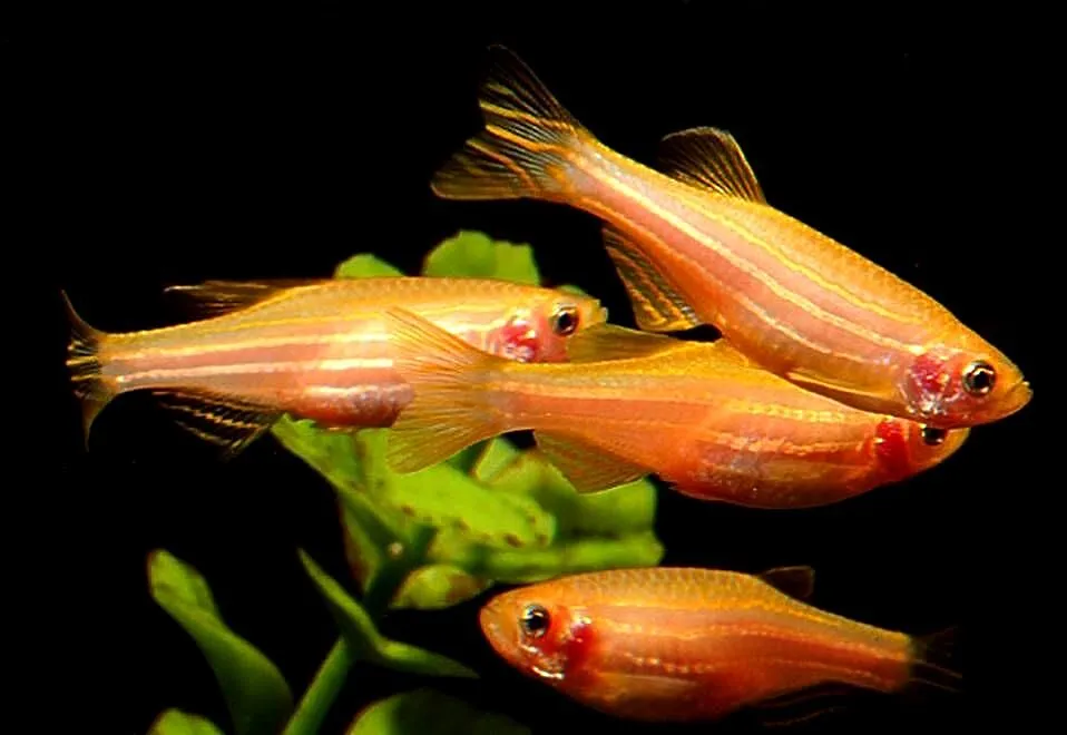 Danio pręgowany odmiana GOLD - Brachydanio zebra - Pręgowane, Pomorskie, Gdańsk