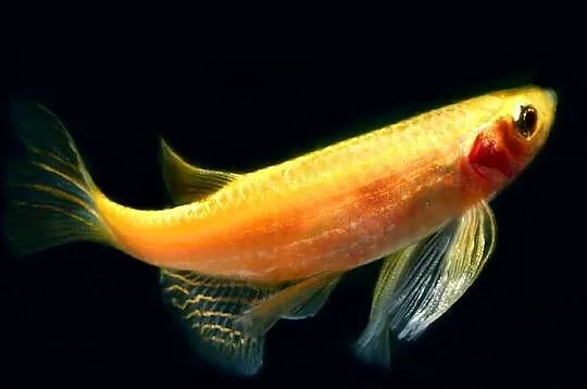 Danio pręgowany odmiana GOLD - Brachydanio zebra - Pręgowane, Pomorskie, Gdańsk