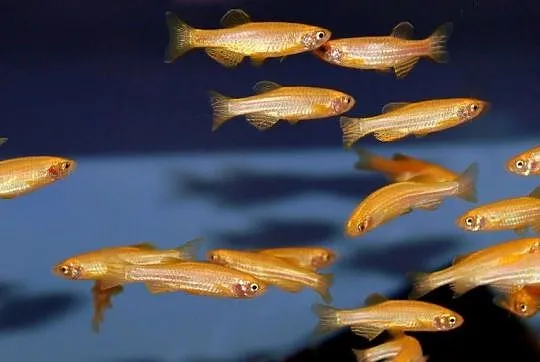 Danio pręgowany odmiana GOLD - Brachydanio zebra - Pręgowane, Pomorskie, Gdańsk