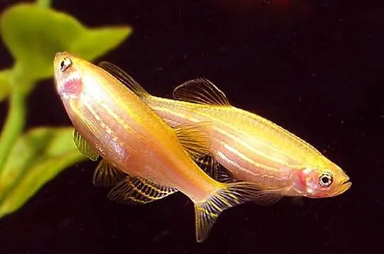 Danio pręgowany odmiana GOLD - Brachydanio zebra - Pręgowane, Pomorskie, Gdańsk