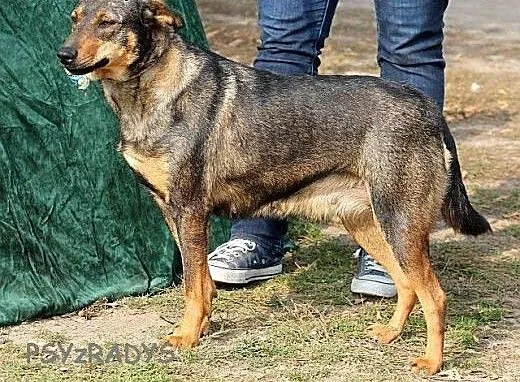 TYKWA urocza, młodziutka sunia- pokaż jej świat,
