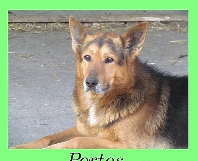 Portos - dostojny, opanowany owczarek