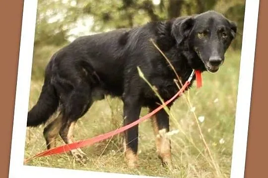4 lata, 30 kg,łagodny,zrównoważony pies WIESIEK_Ad