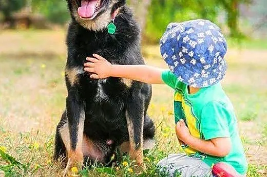 ALIK - cudowny, łagodny psiak który kocha dzieci d