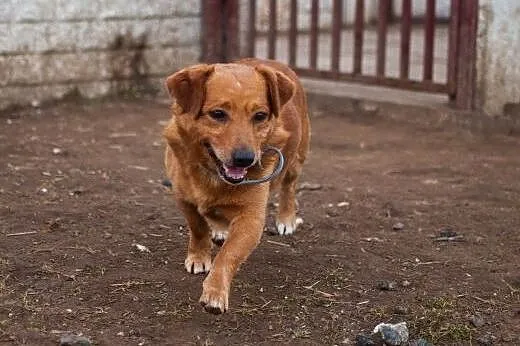 Nieduży Rudzik wciąż ma nadzieję na dom... Adoptuj