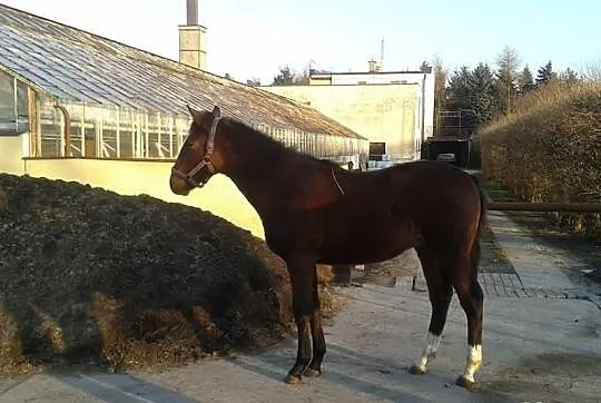 Lucjusz -ogierek