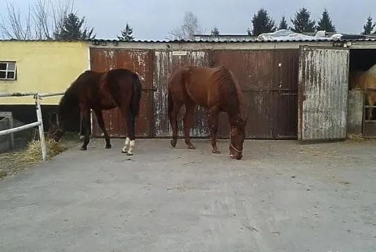 Lucjusz -ogierek