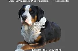 Reproduktor - Duży Szwajcarski Pies Pasterski