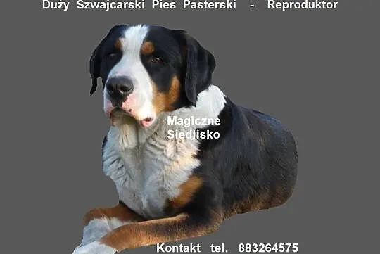 Reproduktor - Duży Szwajcarski Pies Pasterski