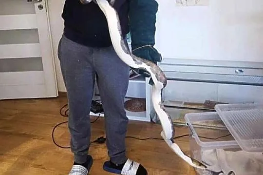 Pyton siatkowany Pied !