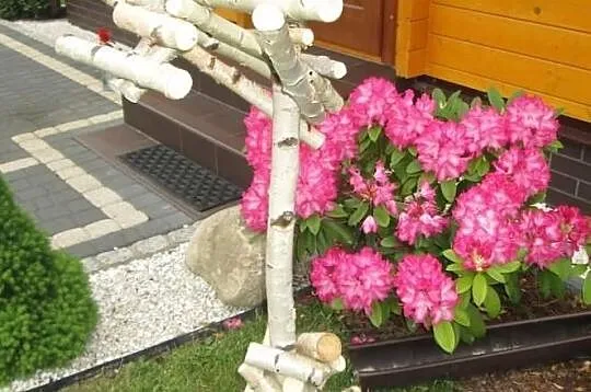 Drewniany stojak dla papug z brzozy, Śląskie, Ruda Śląska